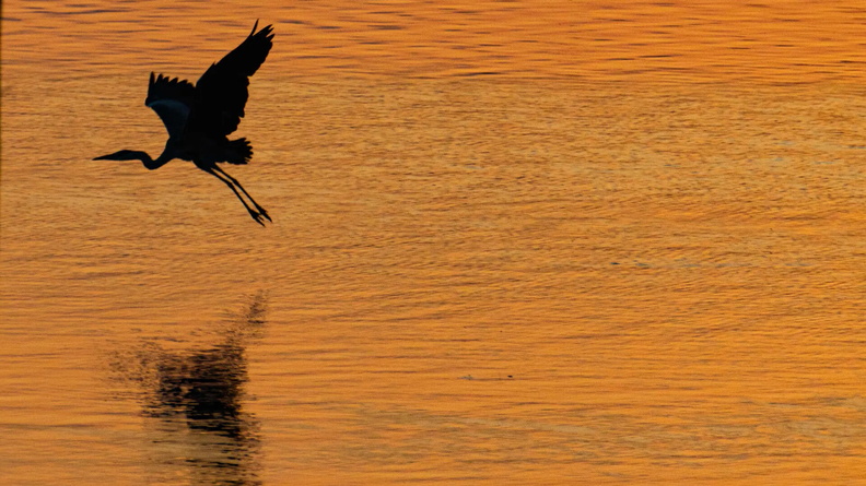 Grey Heron (Ardea cinerea) flies at sunrise at Lake Kerkini National Park, Greece